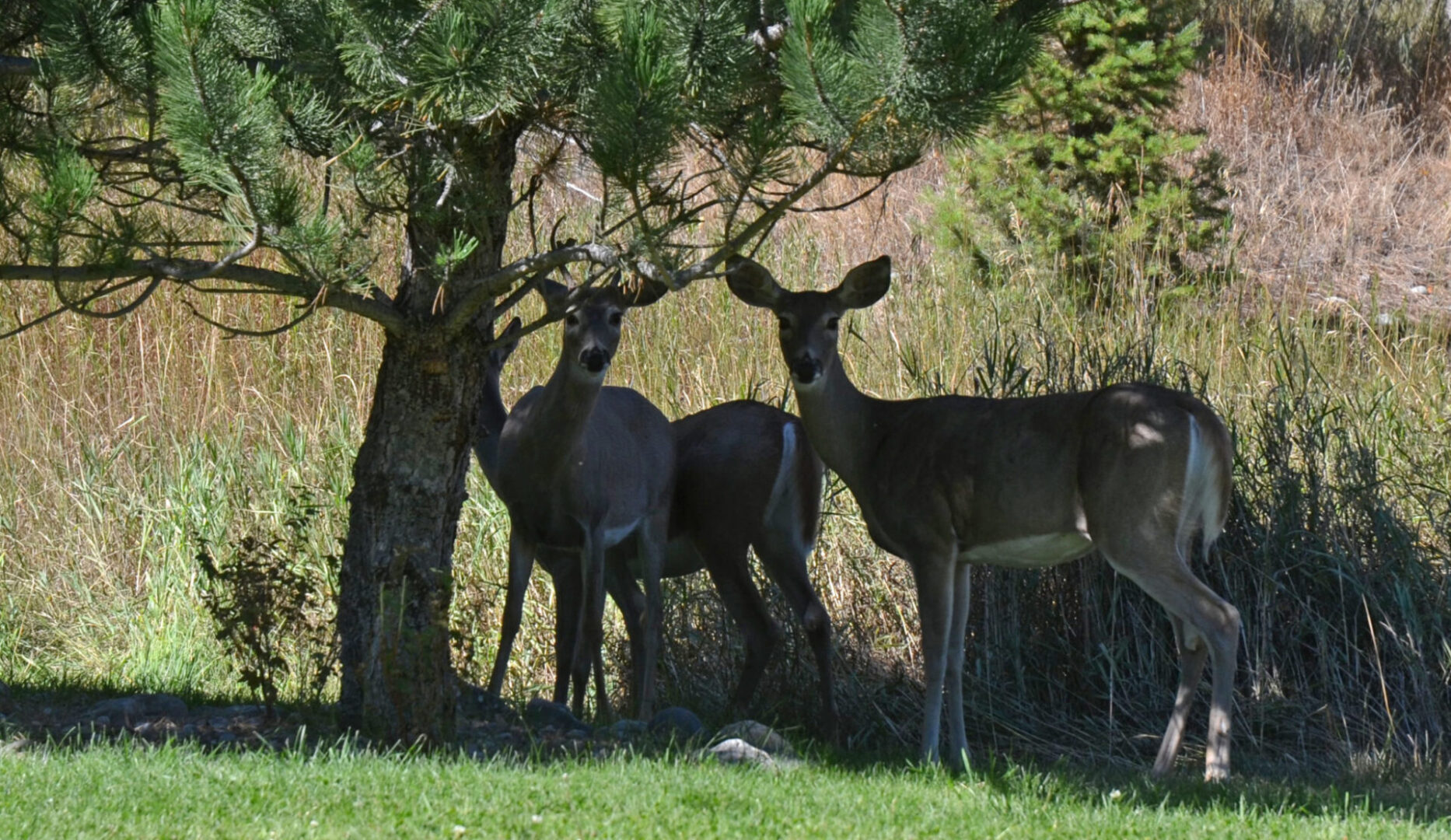 Riverstone on Rock Creek Rock Creek Trout Bums