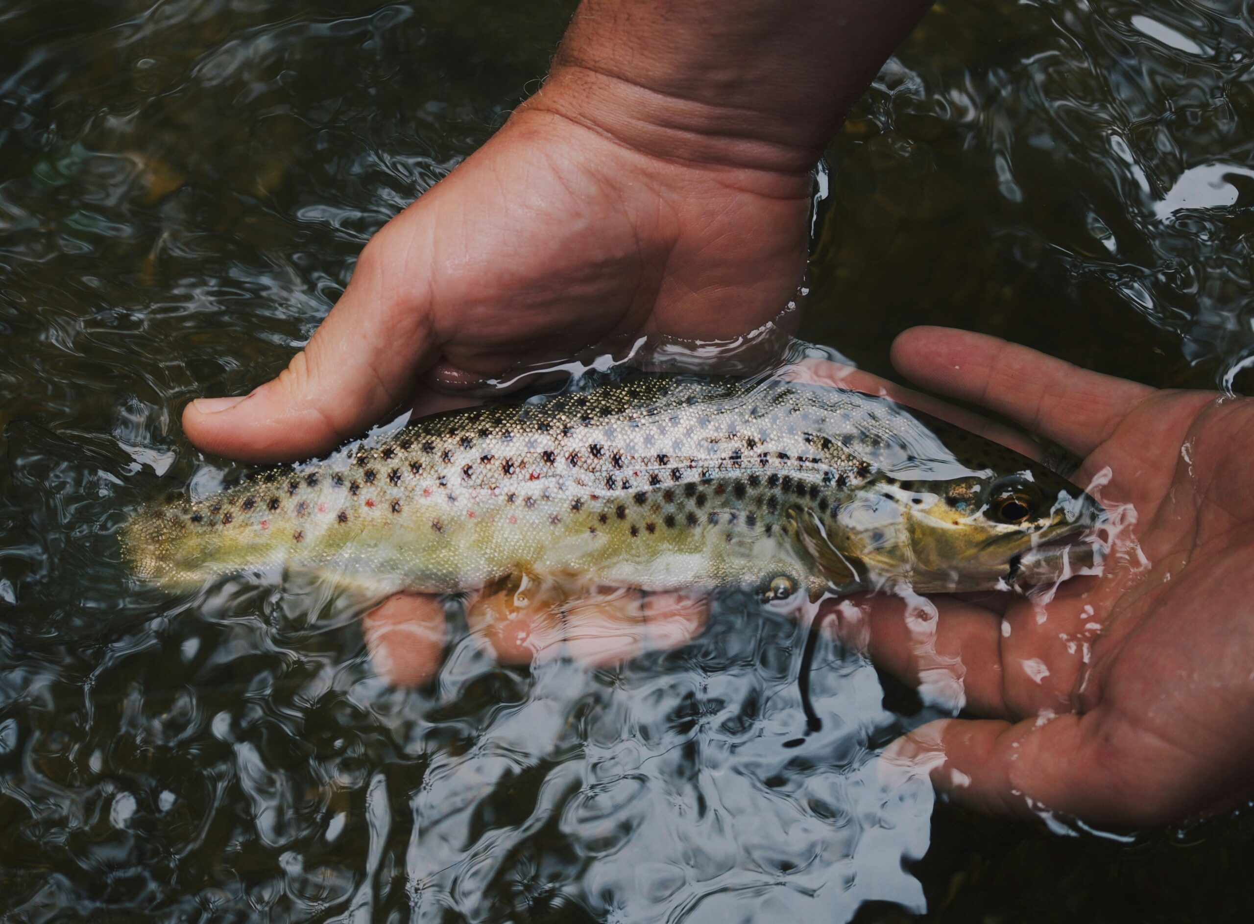 Rock Creek, Montana